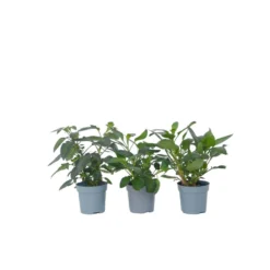 Solanum 'Pepino Gold' - Meloenpeer - Set Van 6 - Pot 9cm - Hoogte 25-40cm