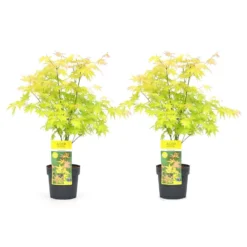 Acer 'Orange Dream' - Set Van 2 - Japanse Esdoorn - Pot 19cm - Hoogte 60-70cm