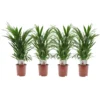 Dypsis Lutescens - Areca Goudpalm - Set Van 4 - Pot 17cm - Hoogte 60-70cm