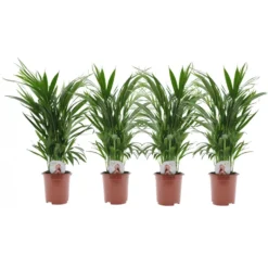 Dypsis Lutescens - Areca Goudpalm - Set Van 4 - Pot 17cm - Hoogte 60-70cm