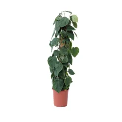 Philodendron Scandens - XXL Op Mossstok - Pot 27cm - Hoogte 150-160cm
