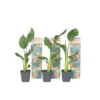 Strelitzia Reginea - Set Van 6 - Paradijsvogelbloem - Pot 9cm - Hoogte 25-40cm