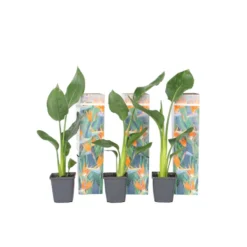 Strelitzia Reginea - Set Van 6 - Paradijsvogelbloem - Pot 9cm - Hoogte 25-40cm