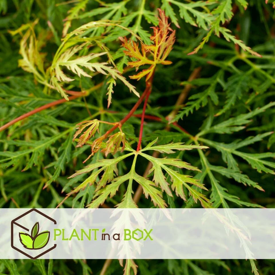 Acer Palmatum 'Emerald Lace' - Set Van 2 - Esdoorn - Pot 19cm - Hoogte 60-70cm - Afbeelding 2