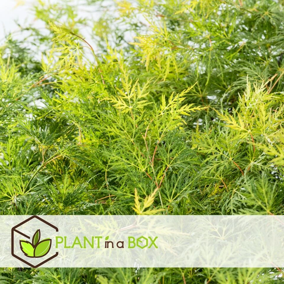 Acer Palmatum 'Emerald Lace' - Set Van 2 - Esdoorn - Pot 19cm - Hoogte 60-70cm - Afbeelding 3