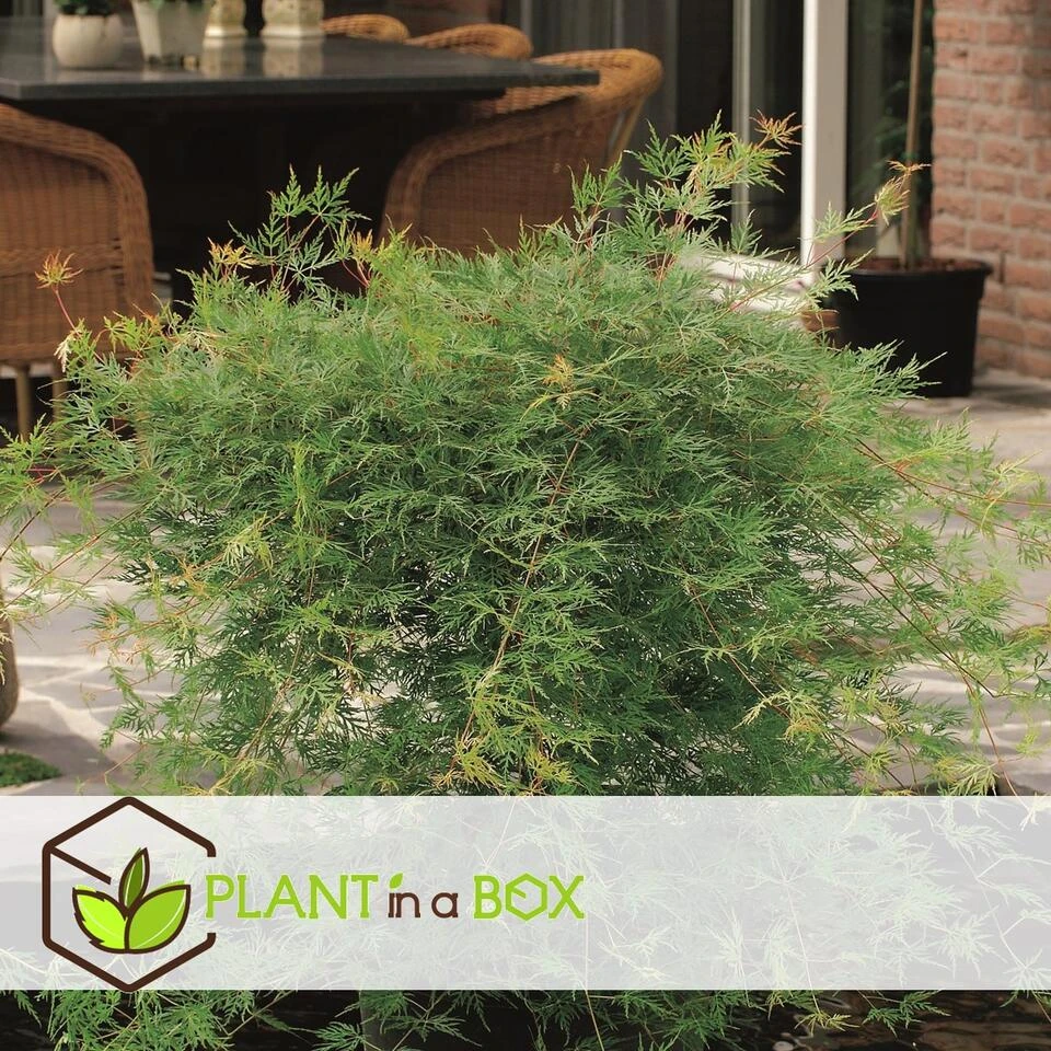 Acer Palmatum 'Emerald Lace' - Set Van 2 - Esdoorn - Pot 19cm - Hoogte 60-70cm - Afbeelding 4