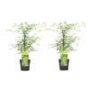 Acer Palmatum 'Emerald Lace' - Set Van 2 - Esdoorn - Pot 19cm - Hoogte 60-70cm