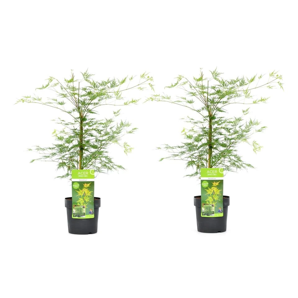 Acer Palmatum 'Emerald Lace' - Set Van 2 - Esdoorn - Pot 19cm - Hoogte 60-70cm