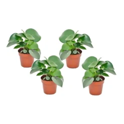 Peperomia Raindrop - Set Van 4 - Pot 12cm - Hoogte 20-30cm