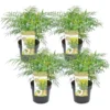 Mahonia Soft Caress - Set Van 4 - Winterhard -12°C - Pot 13cm - Hoogte 30-40cm
