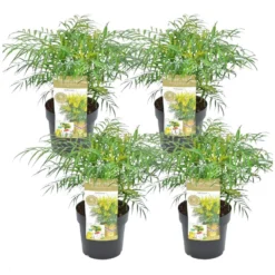 Mahonia Soft Caress - Set Van 4 - Winterhard -12°C - Pot 13cm - Hoogte 30-40cm
