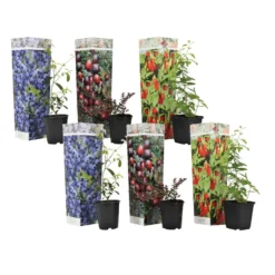 Superfruit - Mix Van 6 - Bosbes - Cranberry - Goji - Pot 9cm - Hoogte 25-40cm