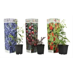 Superfruit - Mix Van 3 - Bosbes - Cranberry - Goji - Pot 9cm - Hoogte 25-40cm