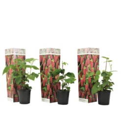 Rubus 'Tayberry' - Set Van 3 - Tuinplant - Braamboos - Pot 9cm - Hoogte 25-40cm