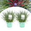 Fascicularia - Set Van 2 - Blauwgrijze Bladeren - Pot 13cm - Hoogte 20-30cm