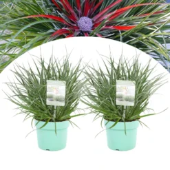 Fascicularia - Set Van 2 - Blauwgrijze Bladeren - Pot 13cm - Hoogte 20-30cm