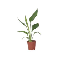 Strelitzia Reginea - Paradijsvogelbloem - Pot 9cm - Hoogte 25-40cm