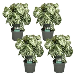 Plant In A Box - Aphelandra Curly White - Set Van 4 - Pot 13cm - Hoogte 25-35cm