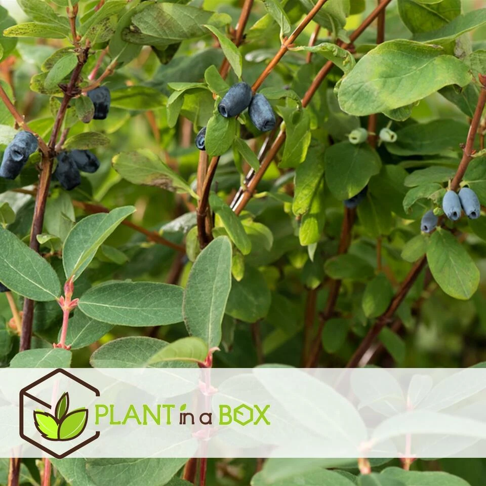 Lonicera Kamtchatica - Set Van 6 - Honingbes - Pot 9cm - Hoogte 25-40cm - Afbeelding 2