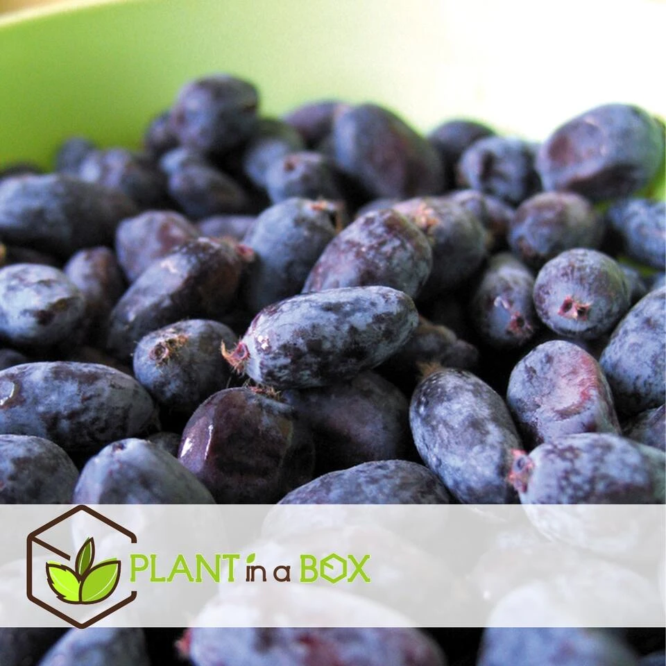 Lonicera Kamtchatica - Set Van 6 - Honingbes - Pot 9cm - Hoogte 25-40cm - Afbeelding 3