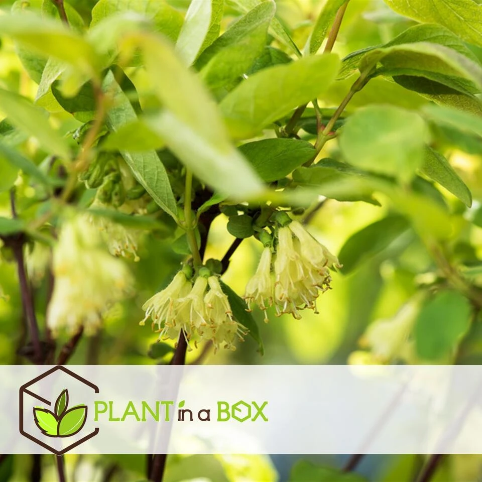 Lonicera Kamtchatica - Set Van 6 - Honingbes - Pot 9cm - Hoogte 25-40cm - Afbeelding 4