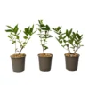 Lonicera Kamtchatica - Set Van 3 - Honingbes - Pot 9cm - Hoogte 25-40cm