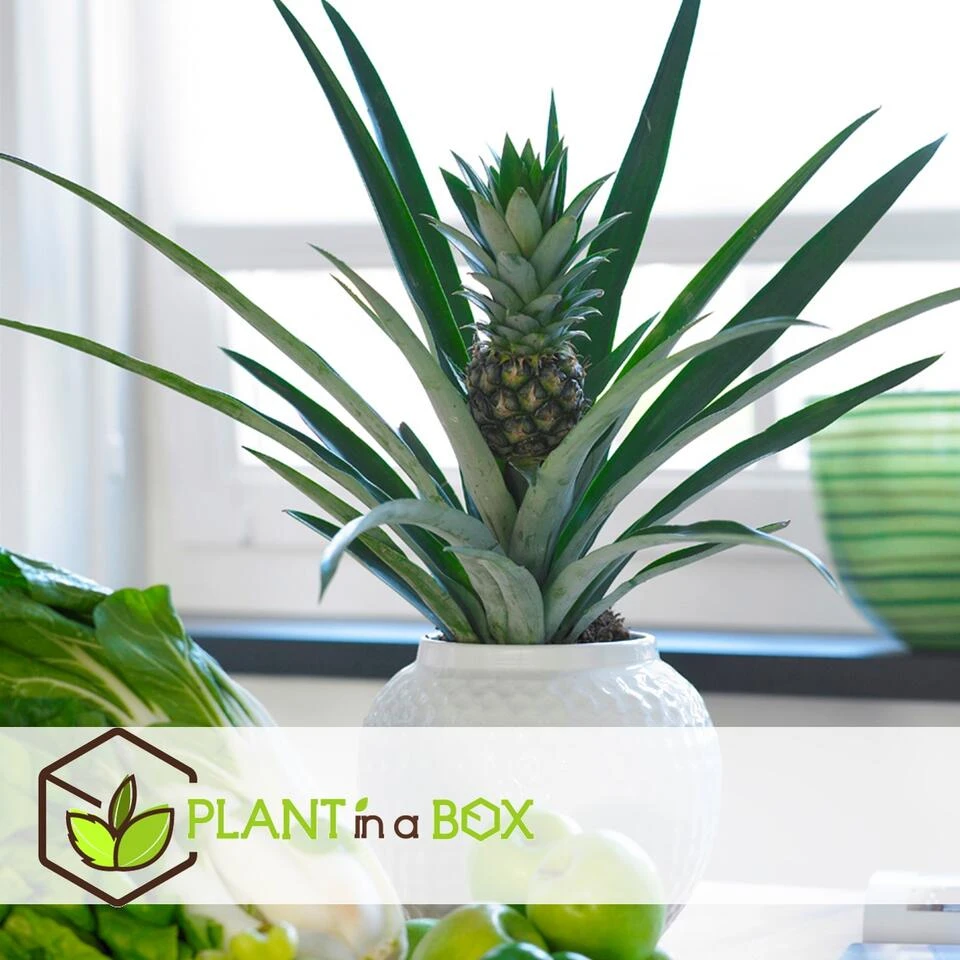 Ananas Comosus - Set Van 2 - Anti-snurkplant - Pot 14cm - Hoogte 45-55cm - Afbeelding 3