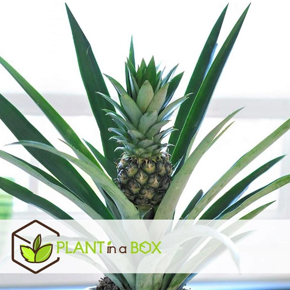 Ananas Comosus - Set Van 2 - Anti-snurkplant - Pot 14cm - Hoogte 45-55cm - Afbeelding 4