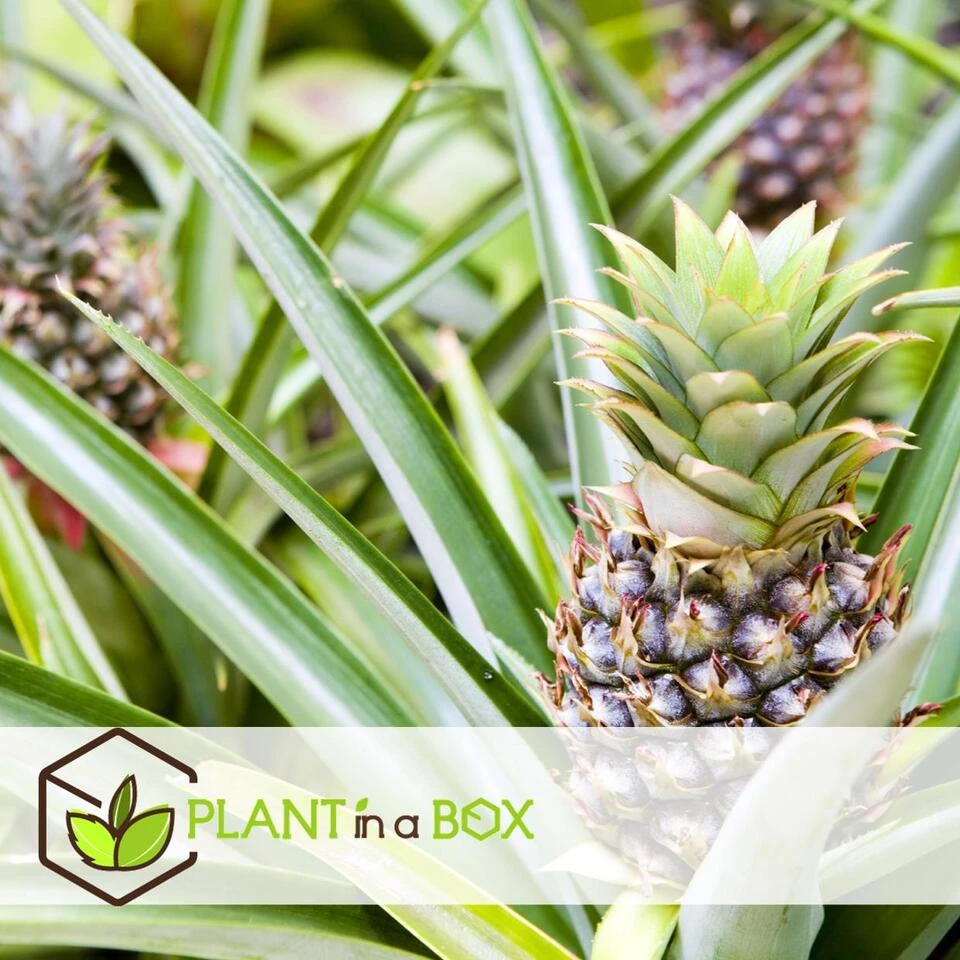 Ananas Comosus - Set Van 2 - Anti-snurkplant - Pot 14cm - Hoogte 45-55cm - Afbeelding 2