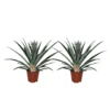 Ananas Comosus - Set Van 2 - Anti-snurkplant - Pot 14cm - Hoogte 45-55cm