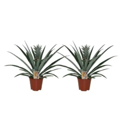 Ananas Comosus - Set Van 2 - Anti-snurkplant - Pot 14cm - Hoogte 45-55cm
