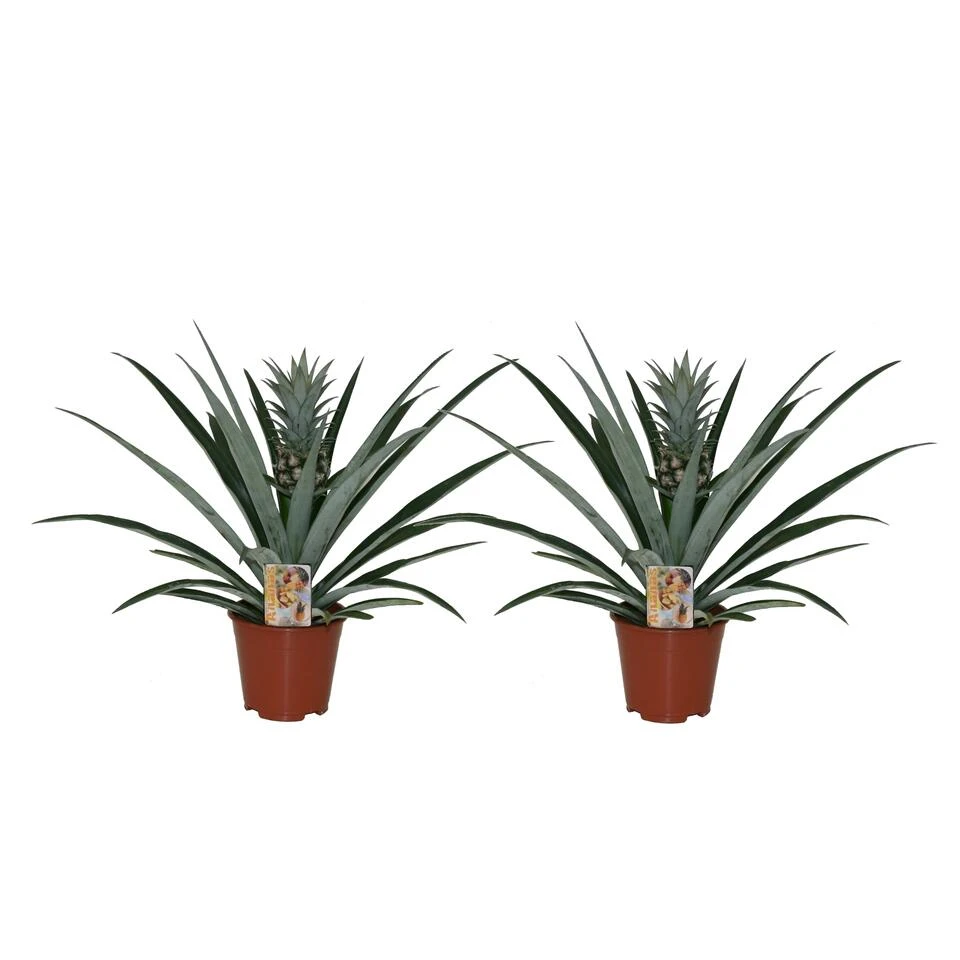 Ananas Comosus - Set Van 2 - Anti-snurkplant - Pot 14cm - Hoogte 45-55cm