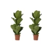 Ficus Lyrata - Set Van 2 - XL Ficus Vioolbladplant' - Pot 21cm - Hoogte 90-110cm