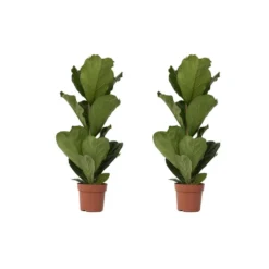 Ficus Lyrata - Set Van 2 - XL Ficus Vioolbladplant' - Pot 21cm - Hoogte 90-110cm