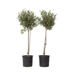 Olea Europaea - Olijfboom Op Stam - Set Van 2 - Pot 19cm - Hoogte 80-90cm