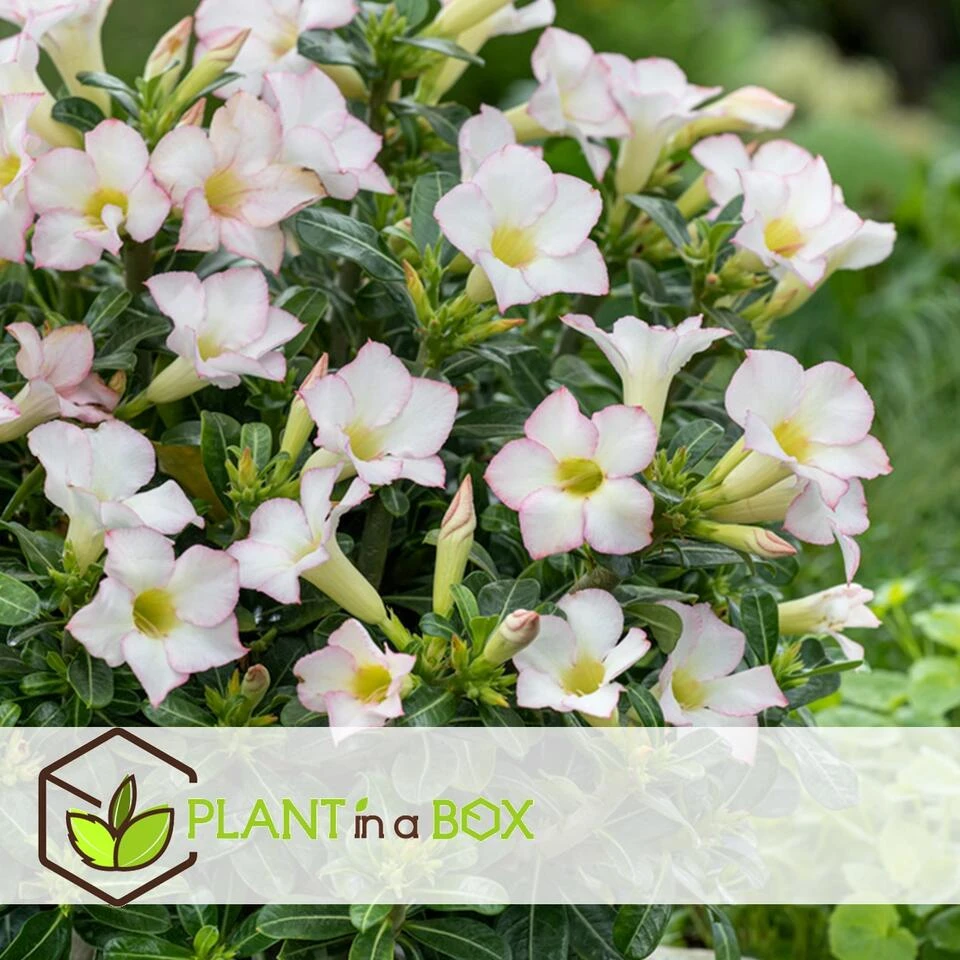 Adenium Obesum - Desert Rose White - Woestijnroos - Pot 13cm - Hoogte 30-40cm - Afbeelding 2