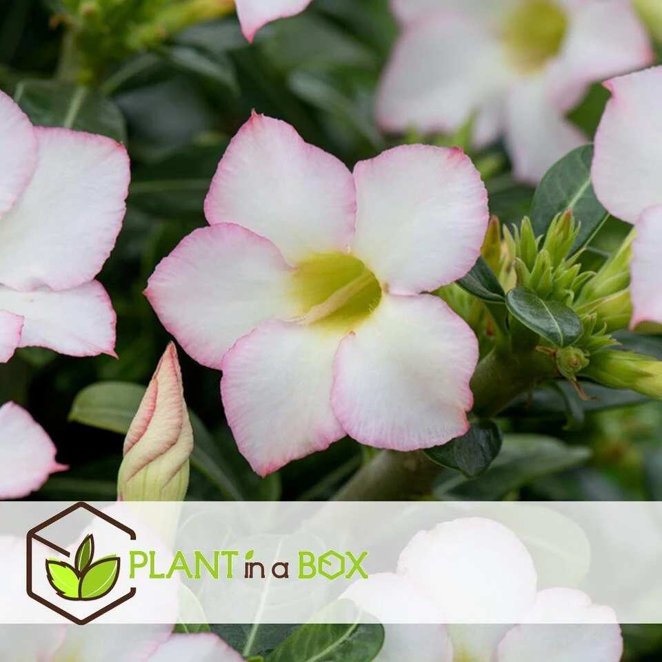 Adenium Obesum - Desert Rose White - Woestijnroos - Pot 13cm - Hoogte 30-40cm - Afbeelding 3