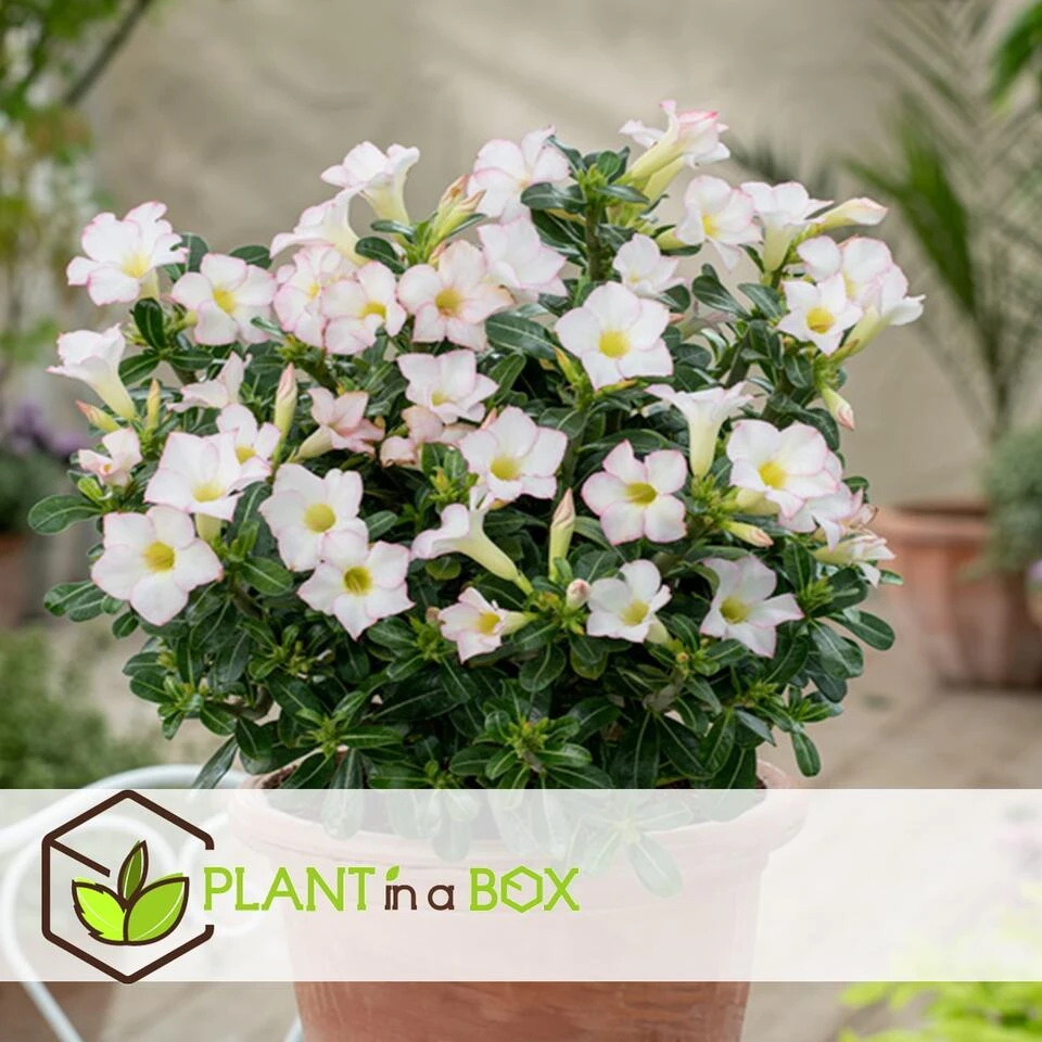 Adenium Obesum - Desert Rose White - Woestijnroos - Pot 13cm - Hoogte 30-40cm - Afbeelding 4