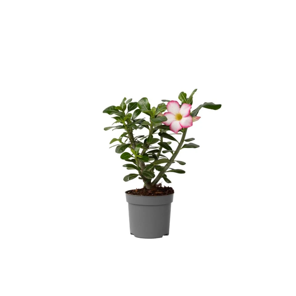 Adenium Obesum - Desert Rose White - Woestijnroos - Pot 13cm - Hoogte 30-40cm
