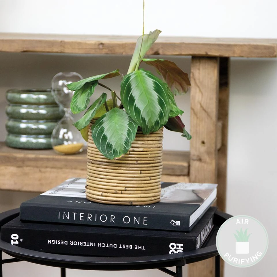 Maranta Silverband – Gebedsplant – ⌀12cm –↕10-15cm - Afbeelding 2