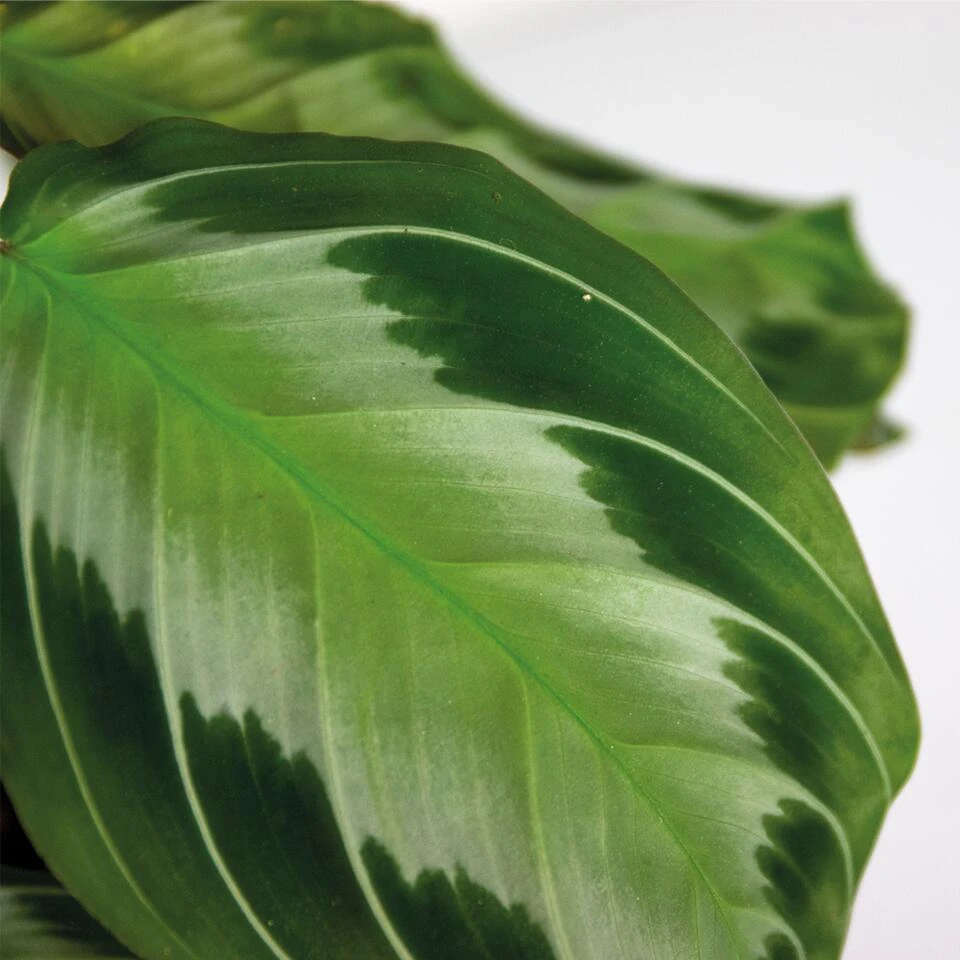 Maranta Silverband – Gebedsplant – ⌀12cm –↕10-15cm - Afbeelding 3