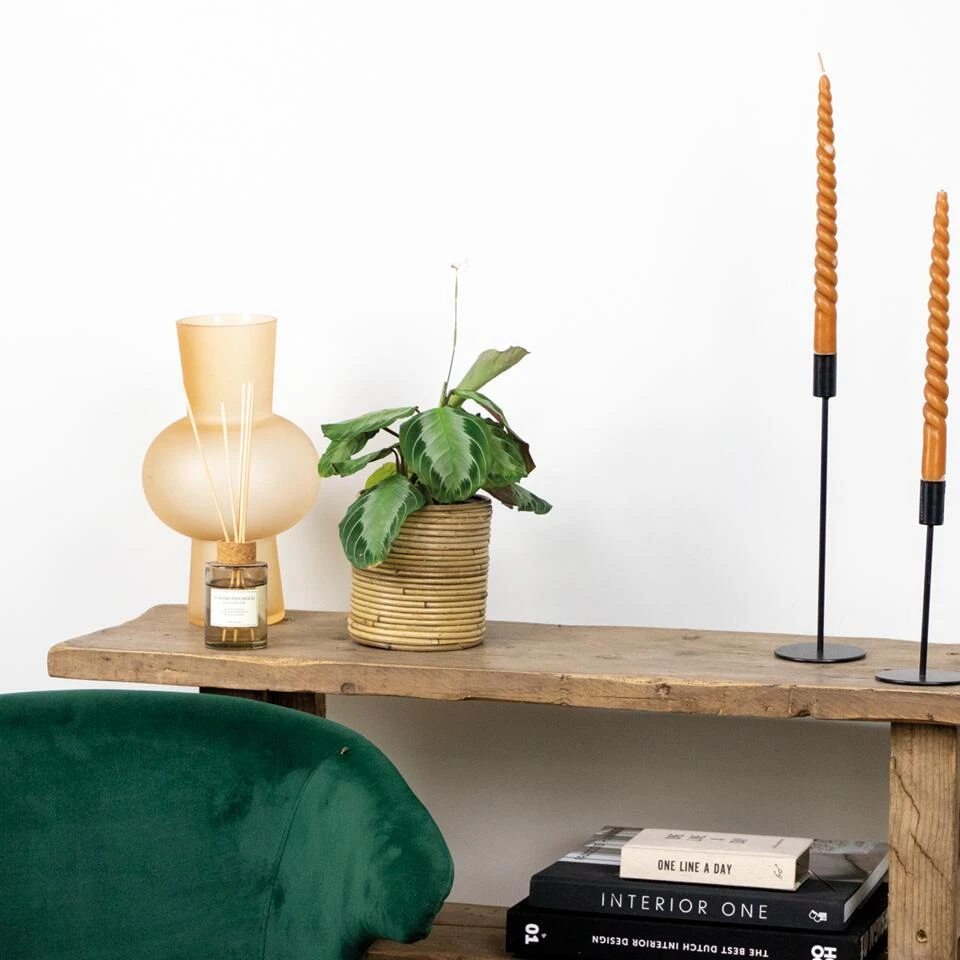 Maranta Silverband – Gebedsplant – ⌀12cm –↕10-15cm - Afbeelding 4