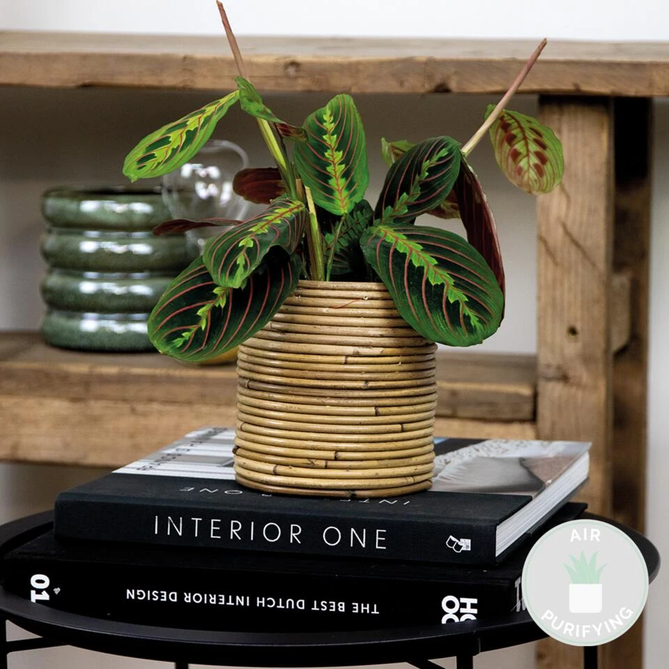 Maranta Tricolor – Gebedsplant – ⌀12cm –↕10-15 Cm - Afbeelding 2