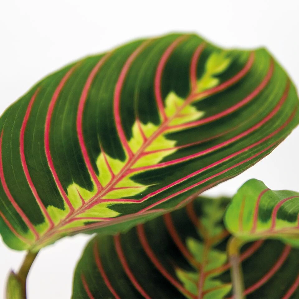 Maranta Tricolor – Gebedsplant – ⌀12cm –↕10-15 Cm - Afbeelding 3