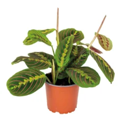 Maranta Tricolor β Gebedsplant β β12cm ββ10-15 Cm