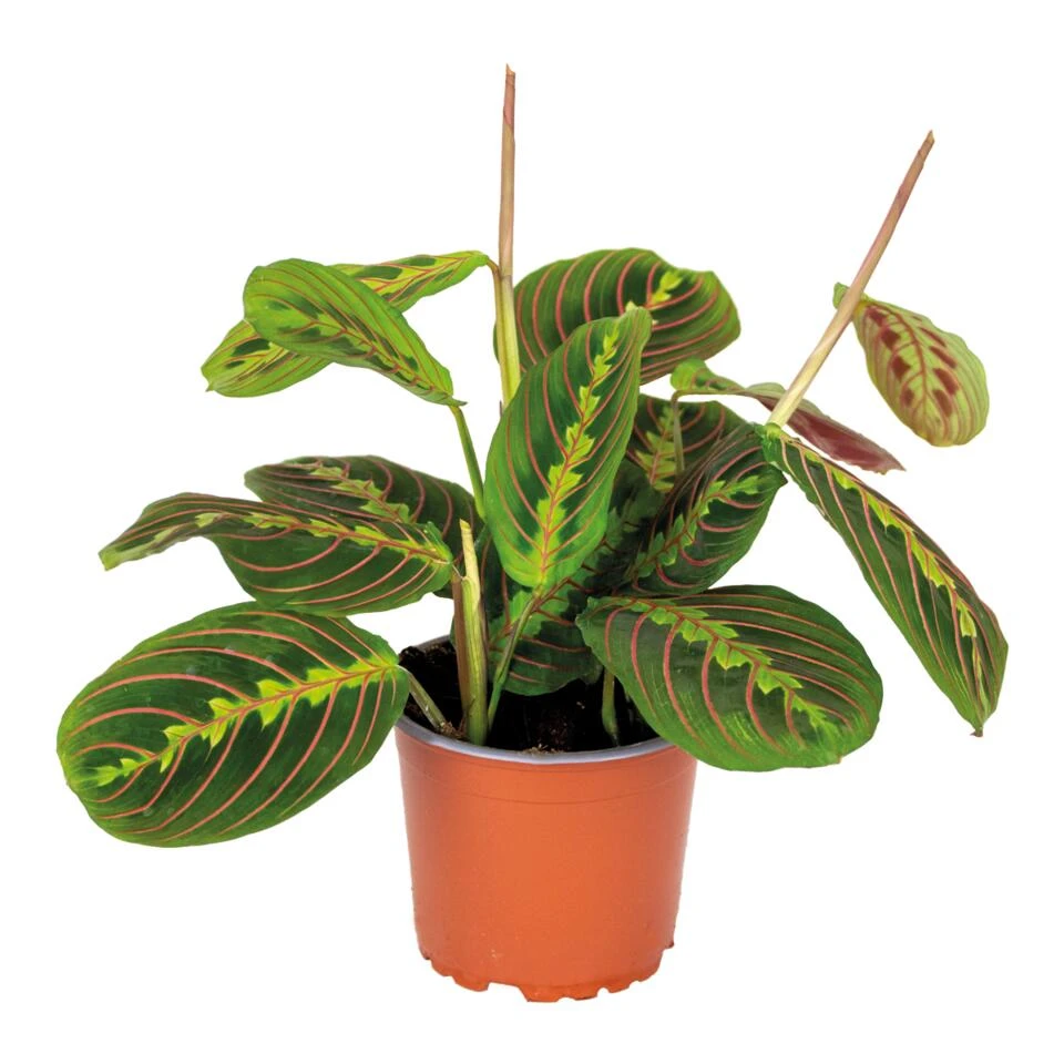 Maranta Tricolor – Gebedsplant – ⌀12cm –↕10-15 Cm