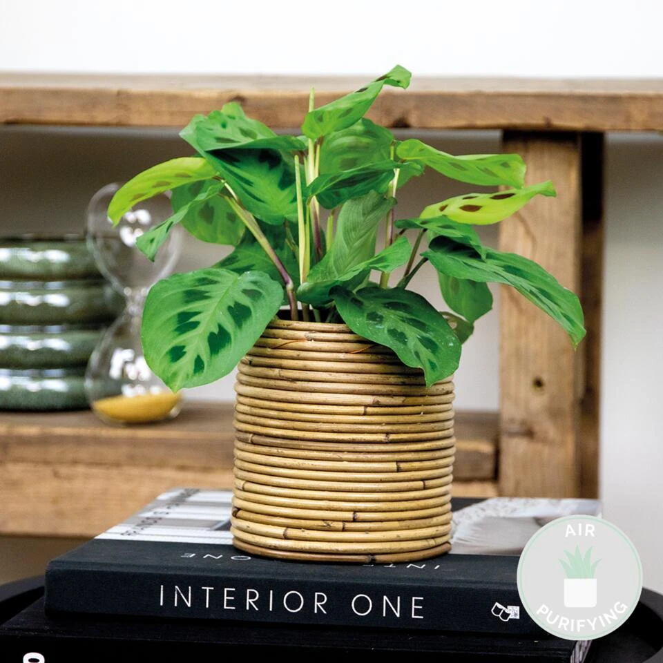 Maranta 'Kerchoveana'– Gebedsplant – ⌀12cm –↕10-15cm - Afbeelding 2