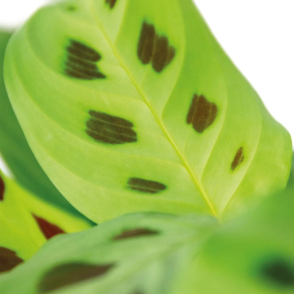 Maranta 'Kerchoveana'– Gebedsplant – ⌀12cm –↕10-15cm - Afbeelding 3