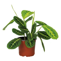 Maranta Lemon Lime – Gebedsplant – ⌀12cm –↕10-15cm