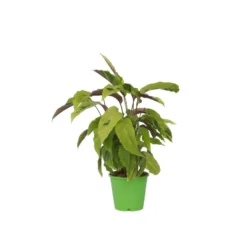 Calathea Fusion White - Luchtzuiverend - Kamerplant - Pot 14cm - Hoogte 30-40cm